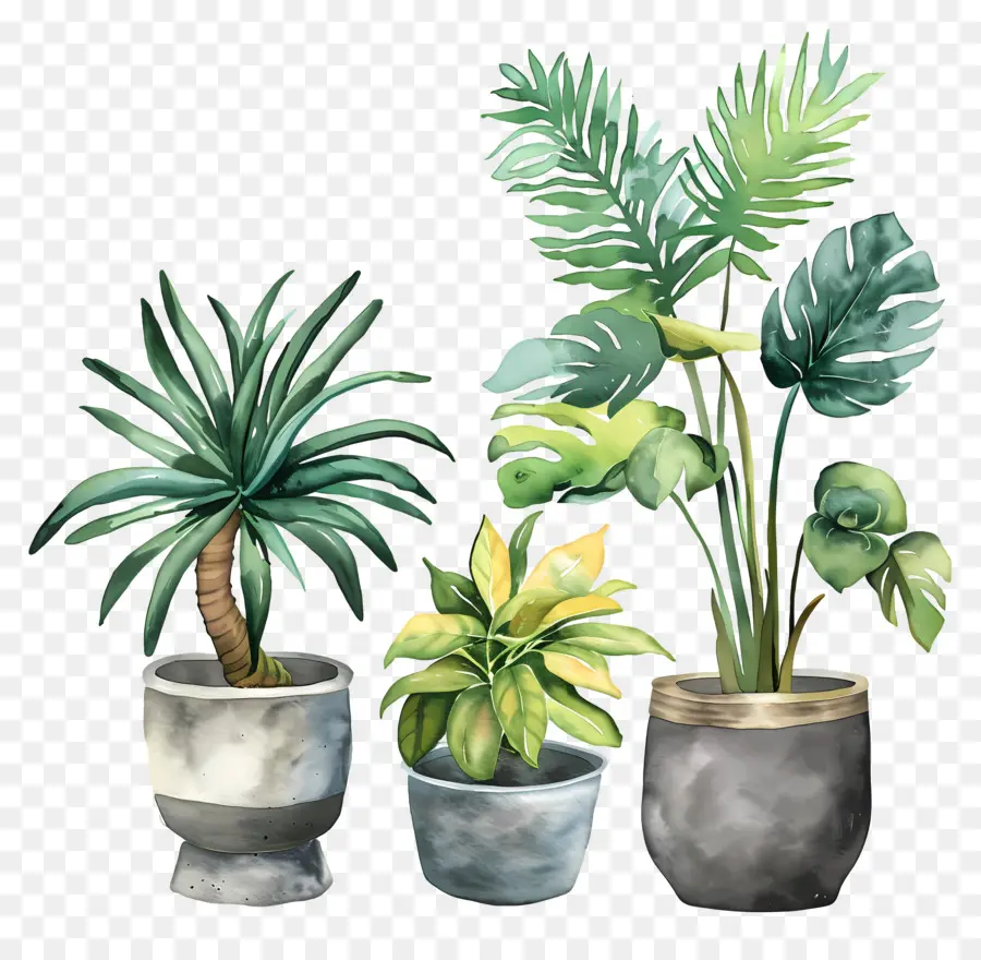 Plantes En Pot，Verdure PNG