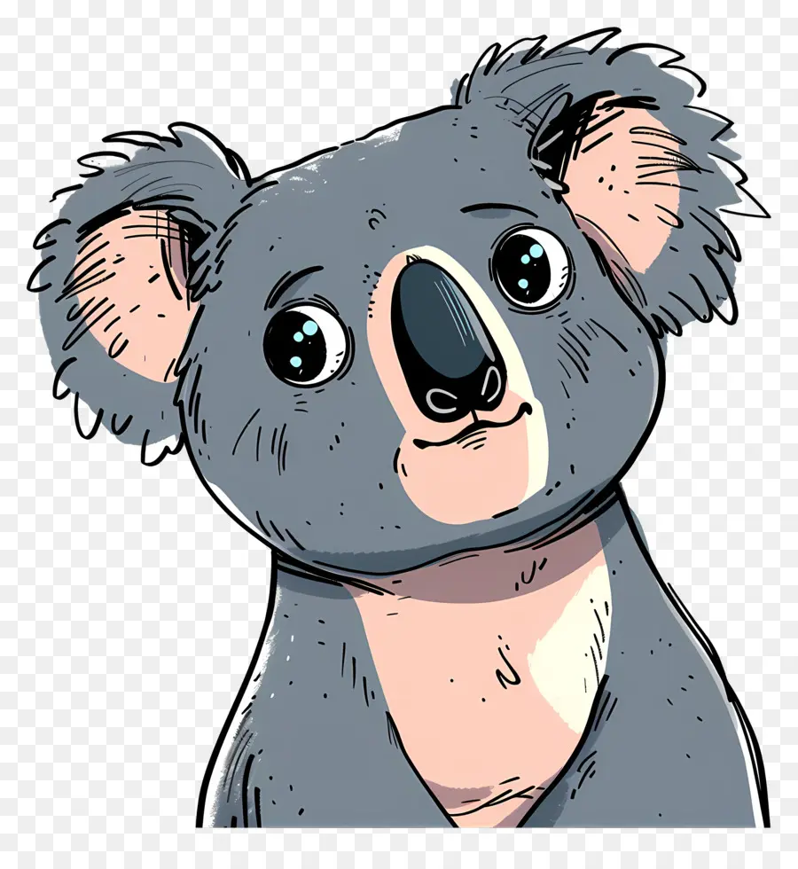 Koala，Ours De Koala PNG