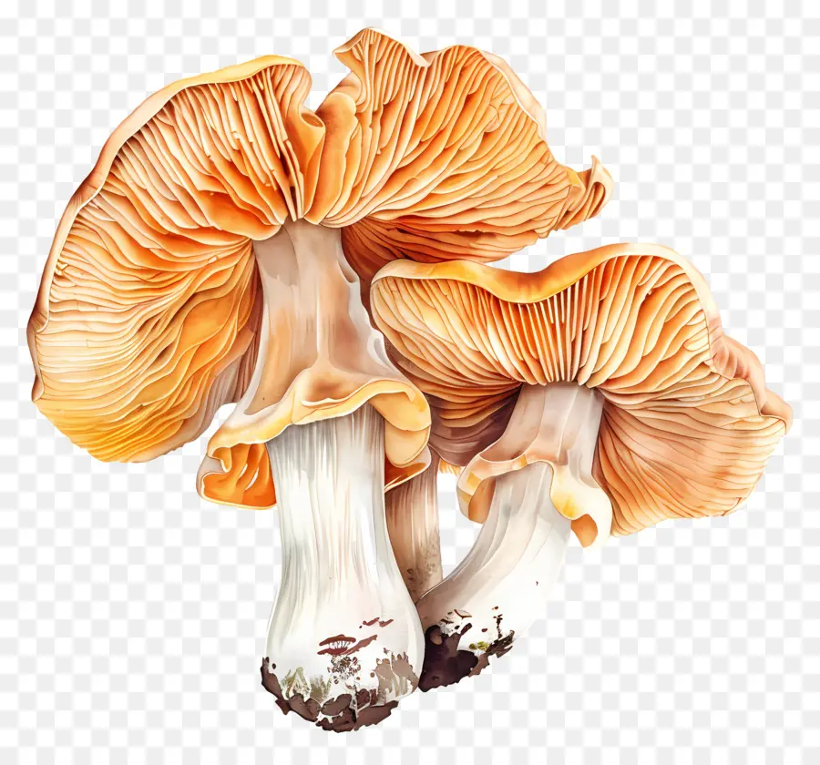 Champignons Jaunes，Champignons PNG