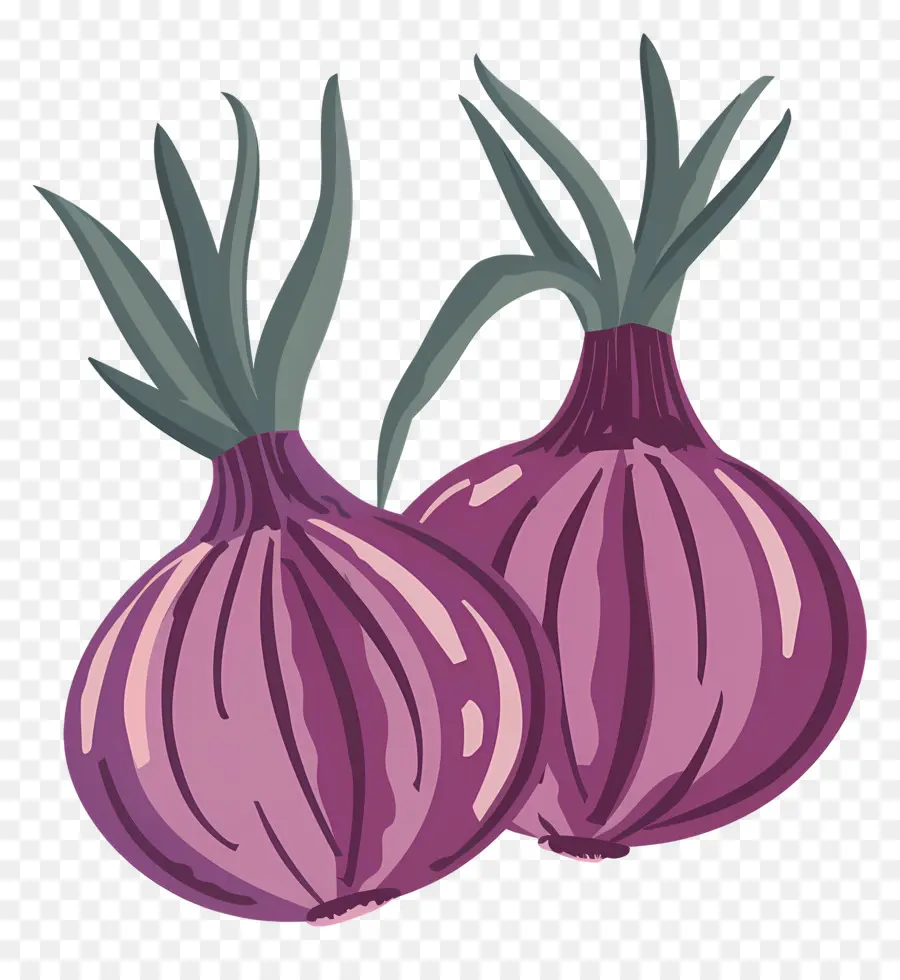 Oignons，Violet PNG