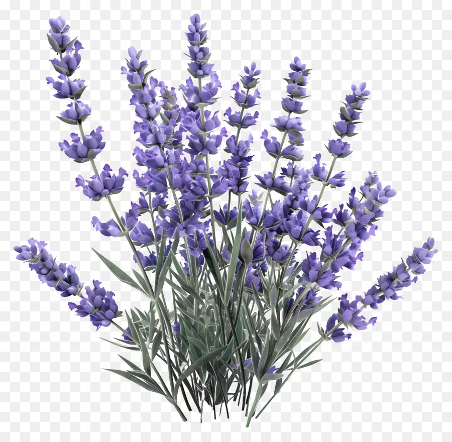 Lavande 3d，Fleurs De Lavande PNG