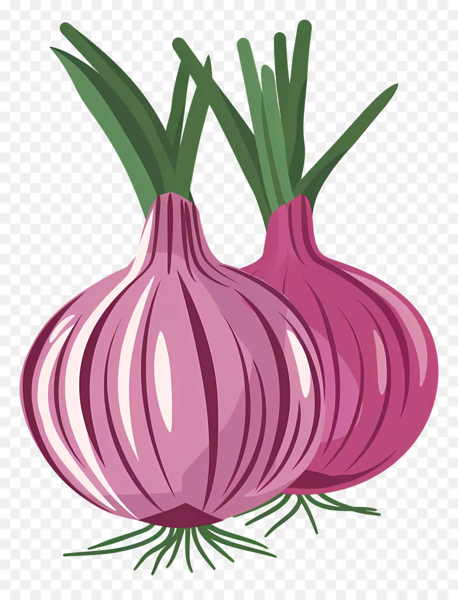 Oignons，Violet PNG