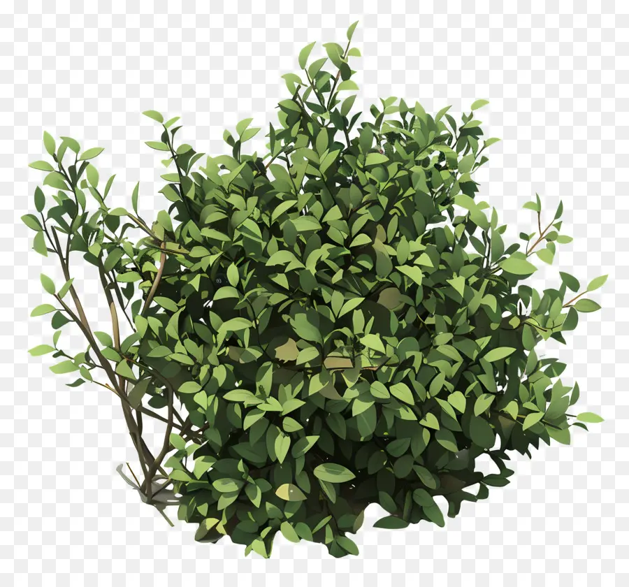 Buisson Vert，Arbuste PNG