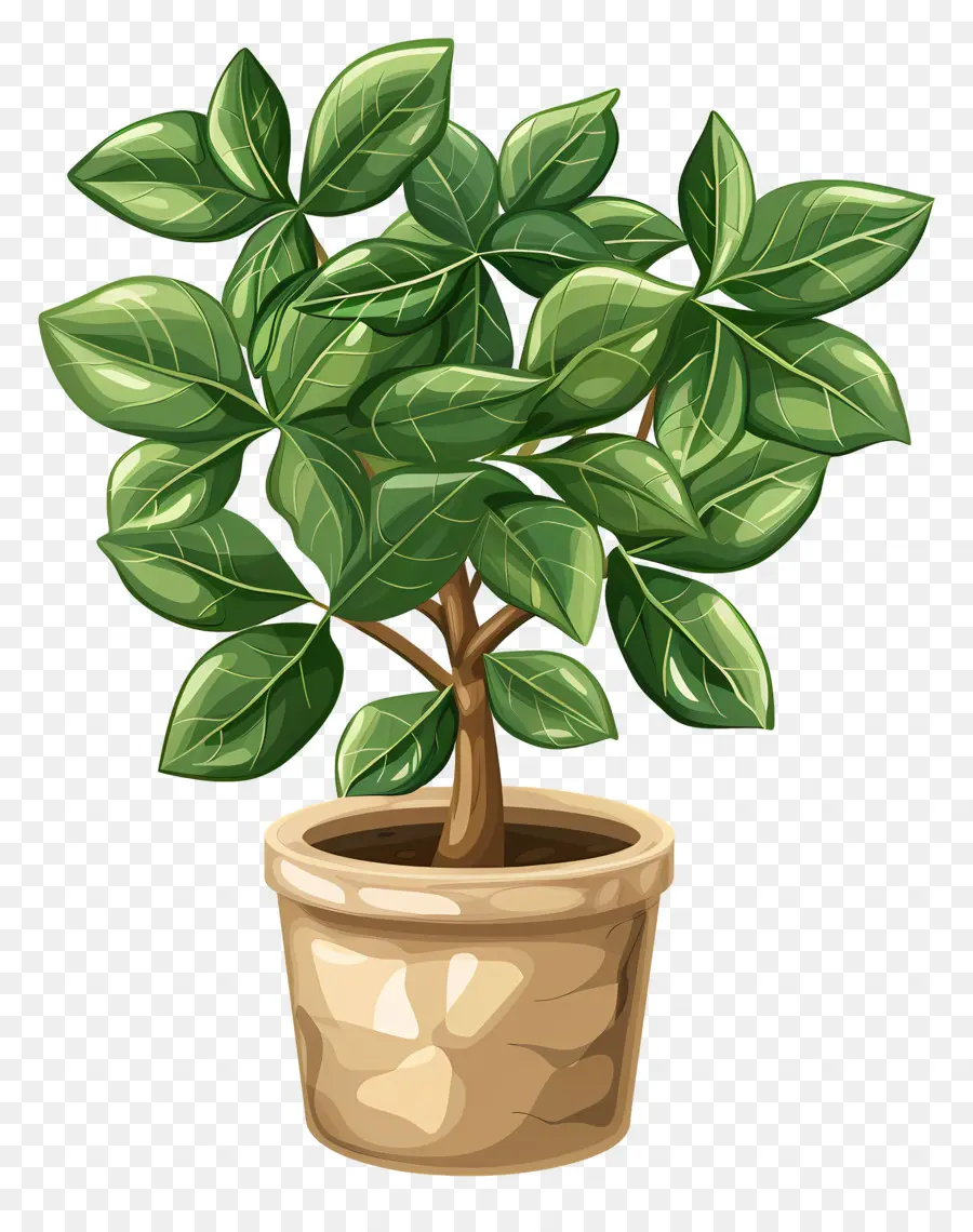 Plante En Pot，Feuilles PNG