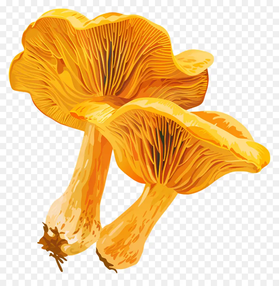 Champignon Orange，Champignons PNG