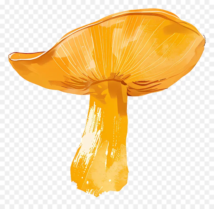 Champignon Orange，Champignons PNG