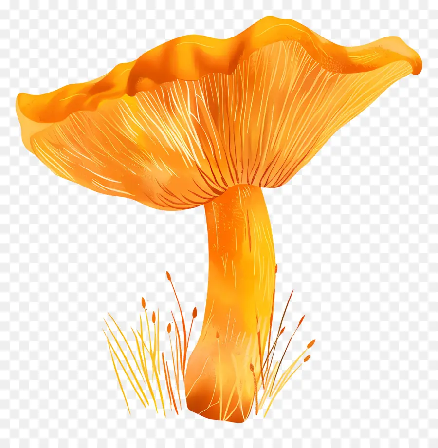 Champignon Orange，Champignons PNG