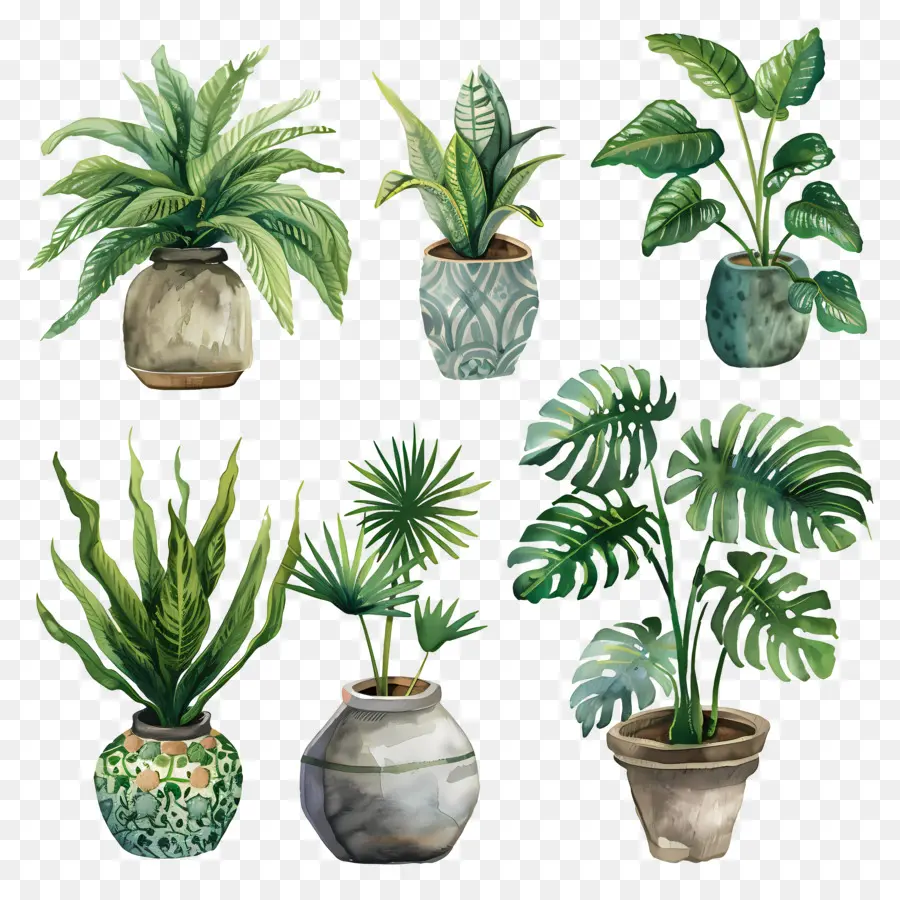 Plantes En Pot，Feuilles PNG