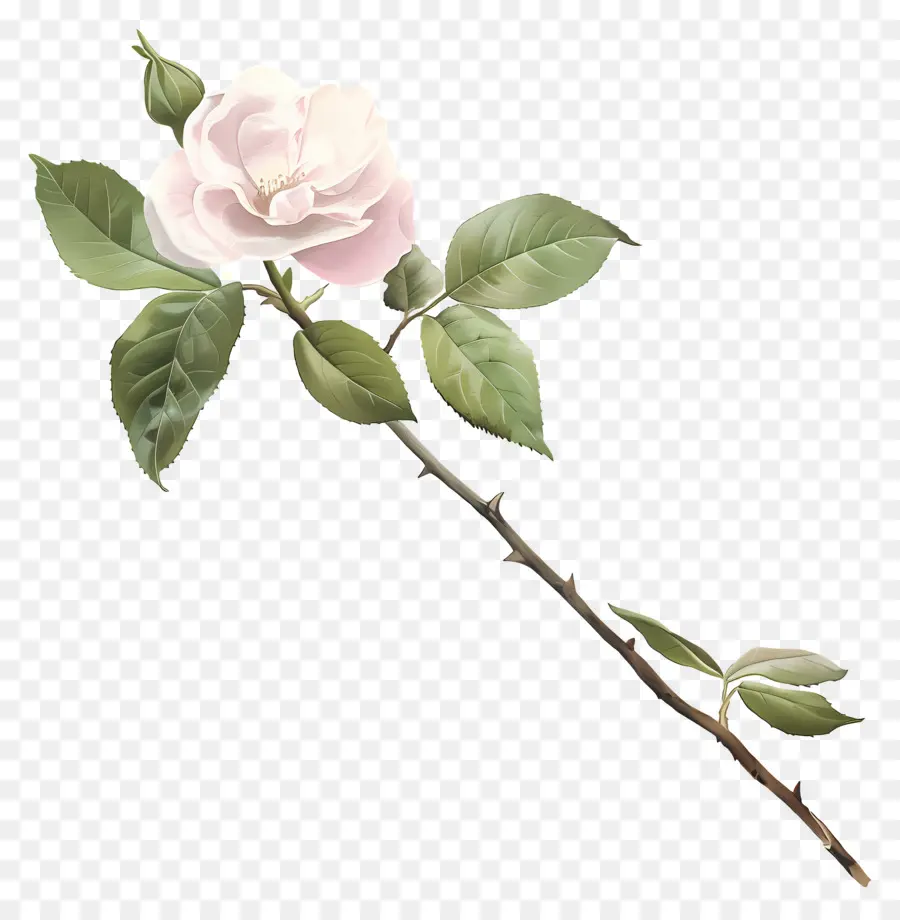 Roses Roses，Feuilles PNG