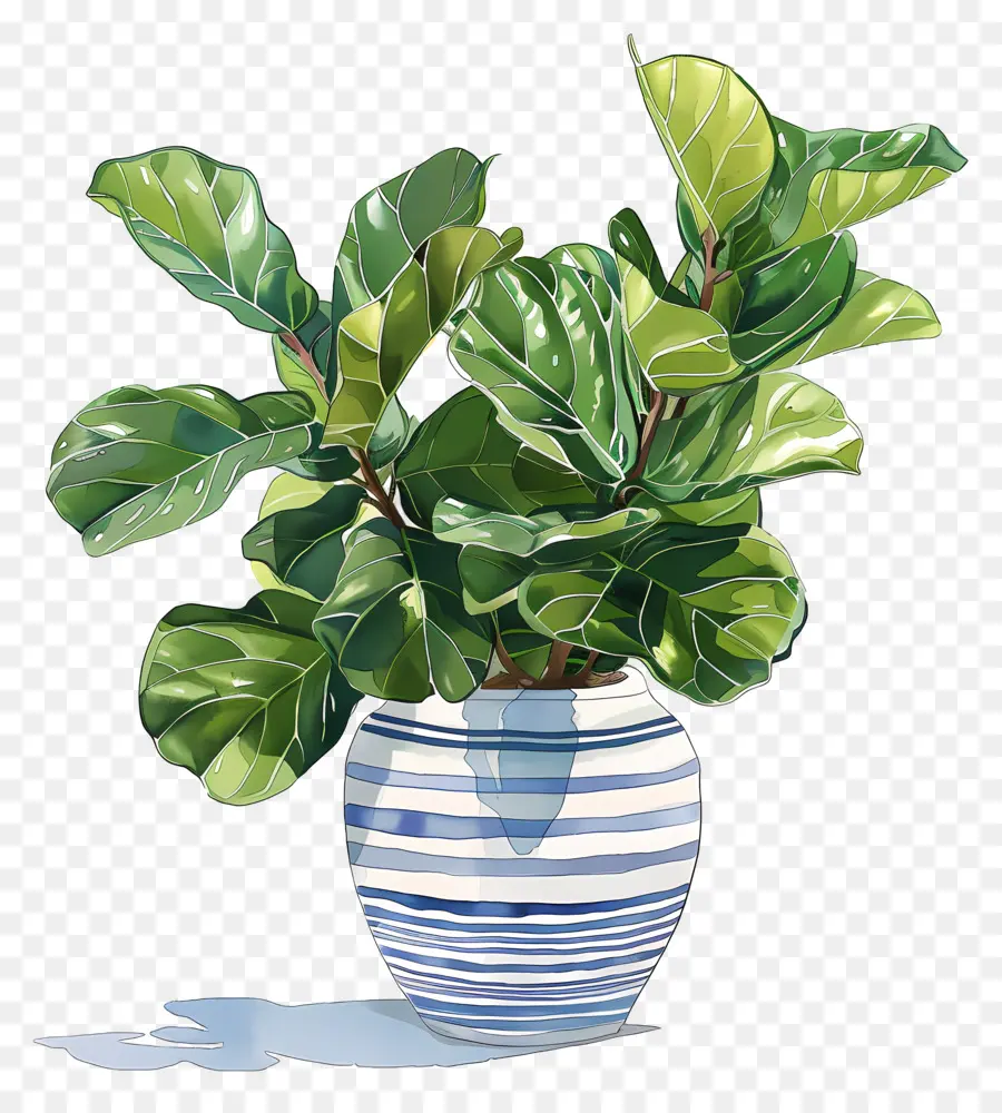 Ficus Lyrata，Vase PNG