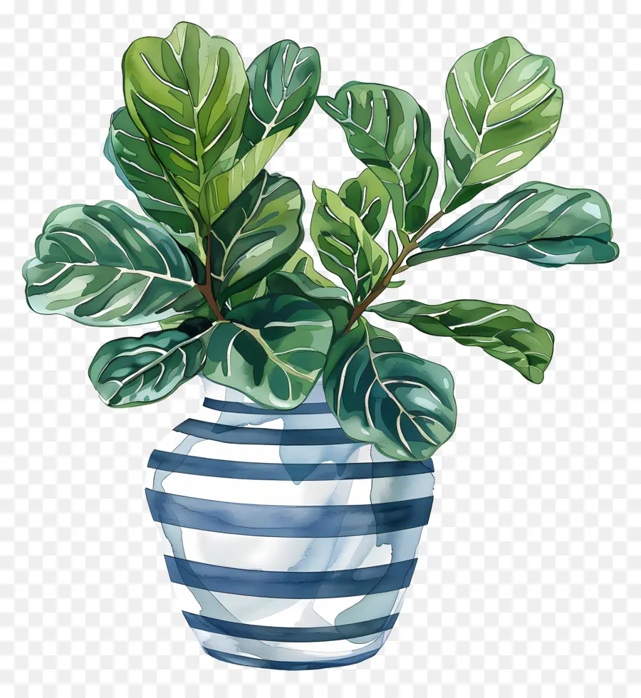 Ficus Lyrata，Bleu Et Blanc Vase PNG