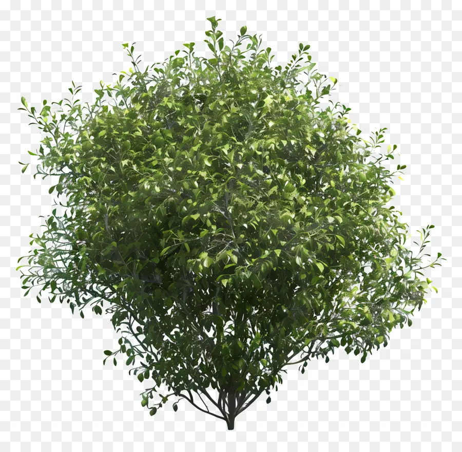 Buisson Vert，Arbuste PNG