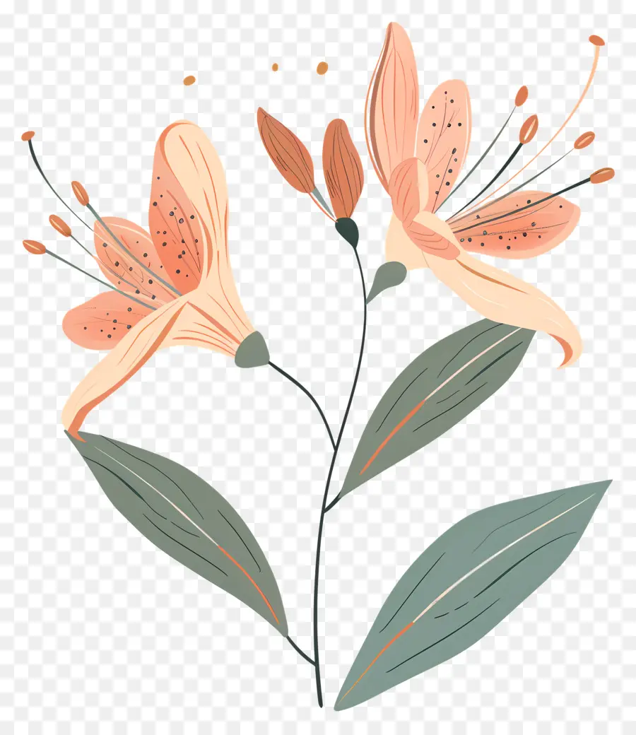 Botanique Fleur，Fleurs De Lys Orange PNG