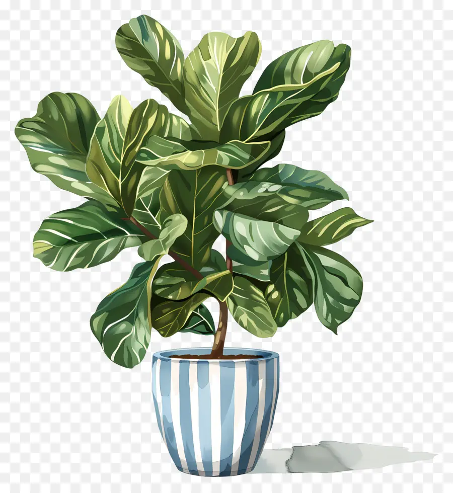 Ficus Lyrata，Peinture PNG