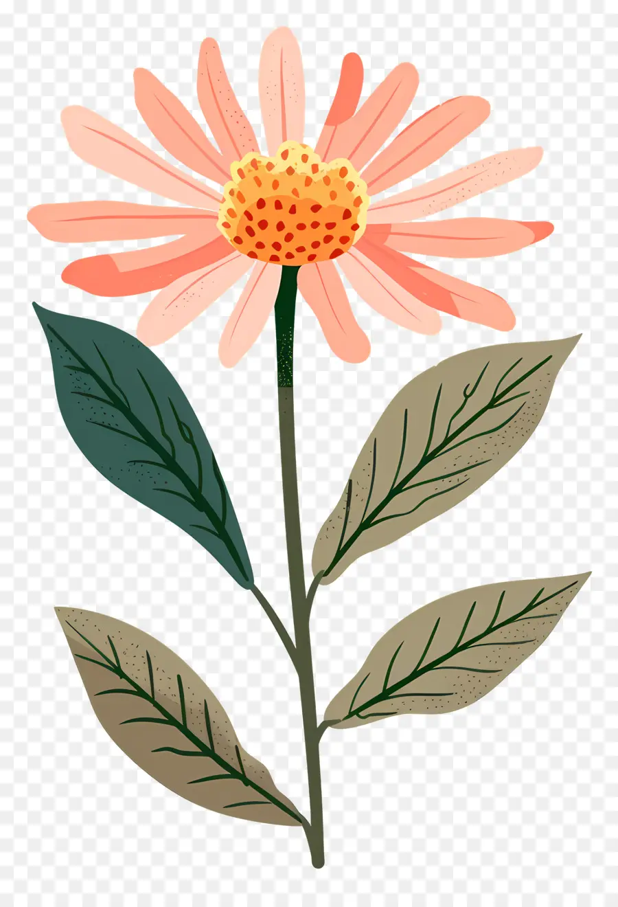 Botanique Fleur，Marguerite Rose PNG