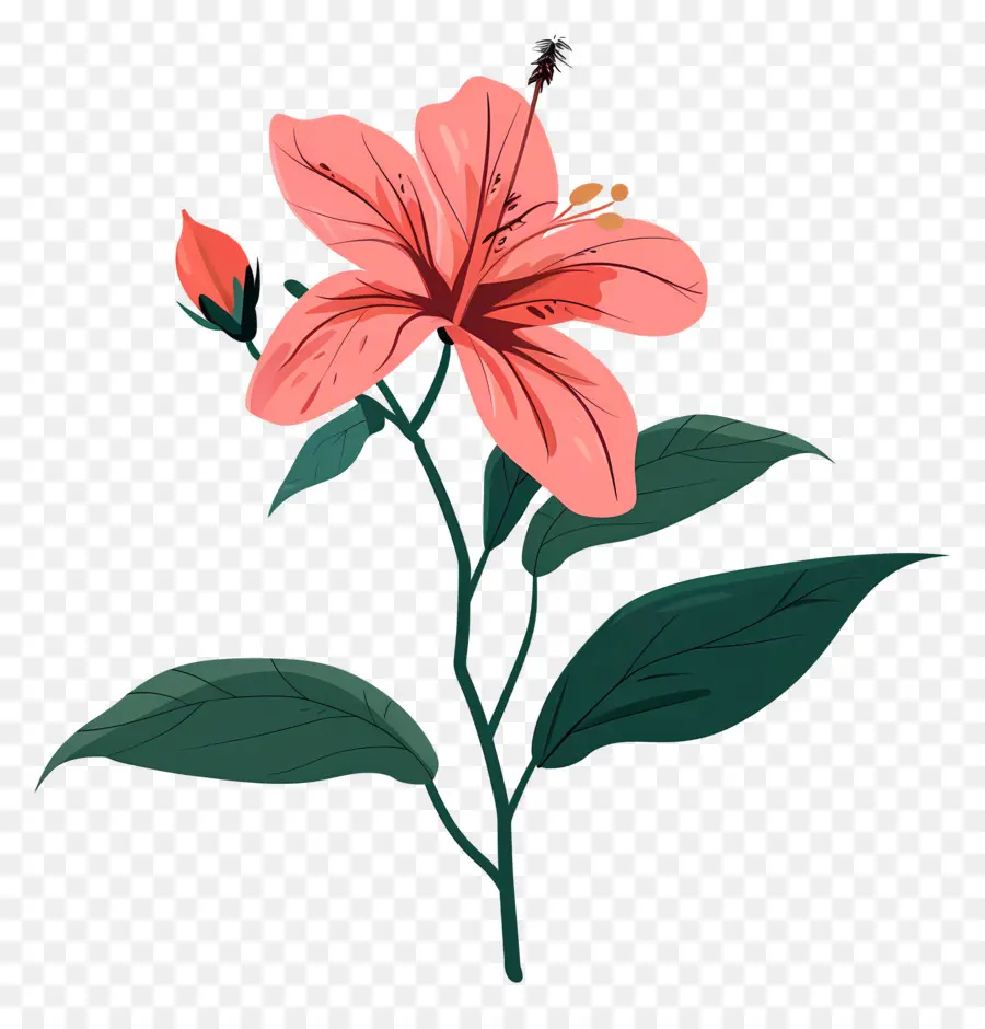 Botanique Fleur，Hibiscus Rose PNG