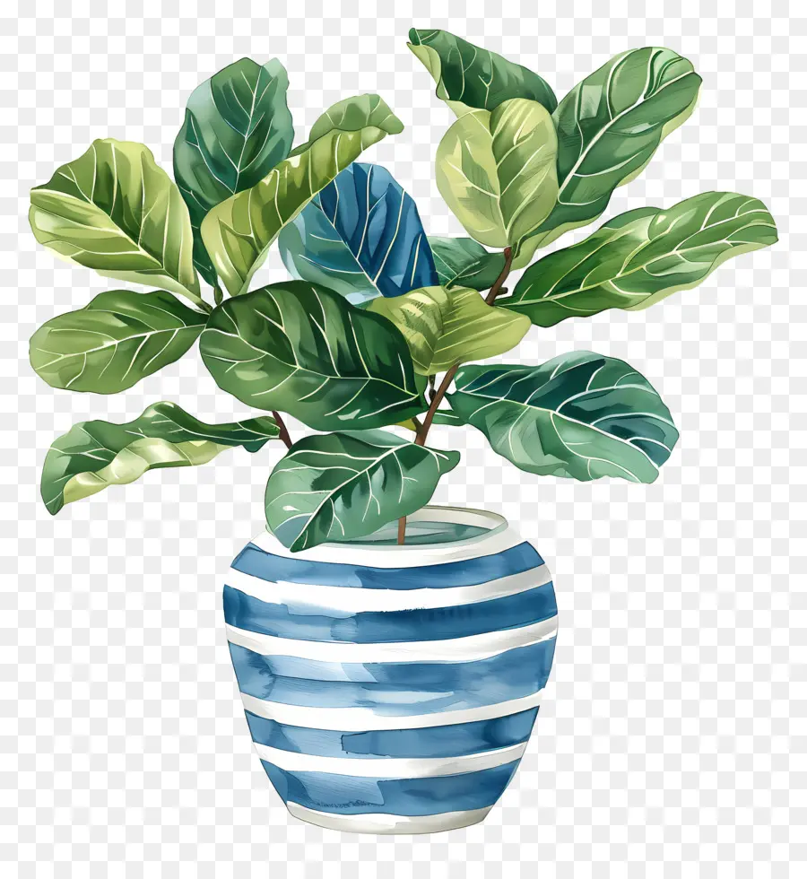 Ficus Lyrata，Bleu Et Blanc Vase PNG