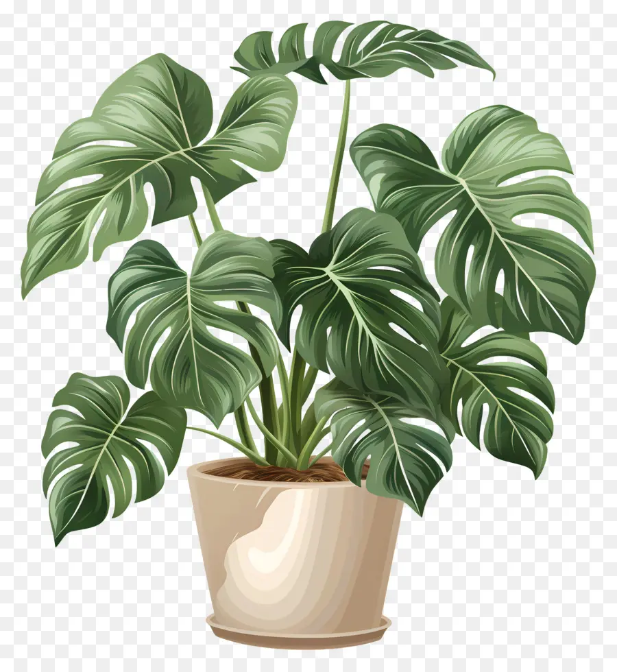 Délicieuse Plante Monstera，Monstre Plante PNG