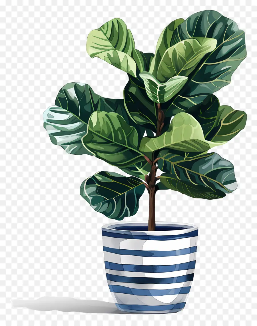 Ficus Lyrata，Plante De Fougère PNG