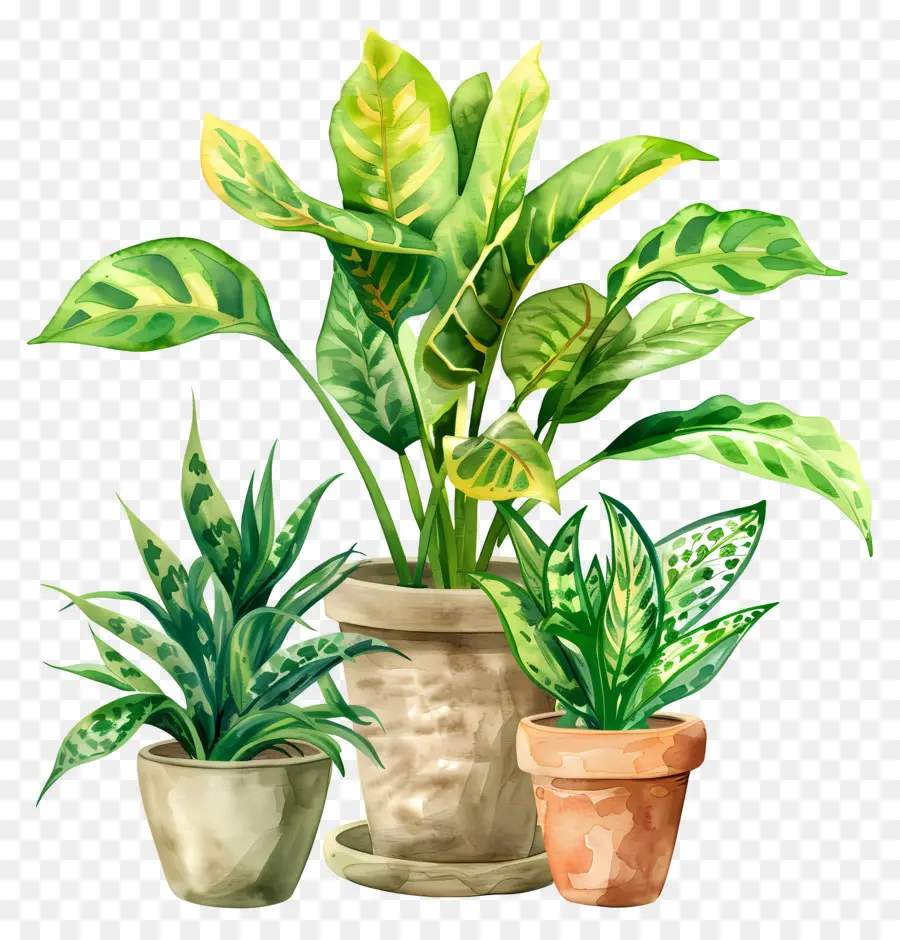 Plantes Intérieures，Les Plantes En Pot PNG