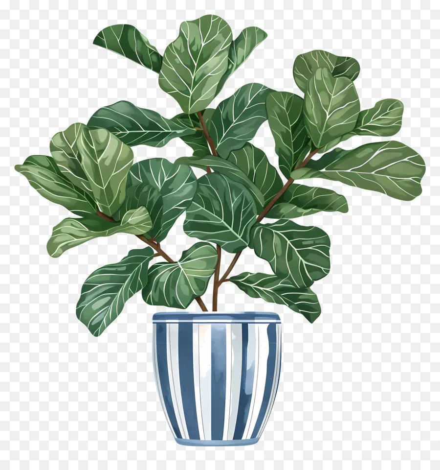 Ficus Lyrata，Plante De Ficus PNG