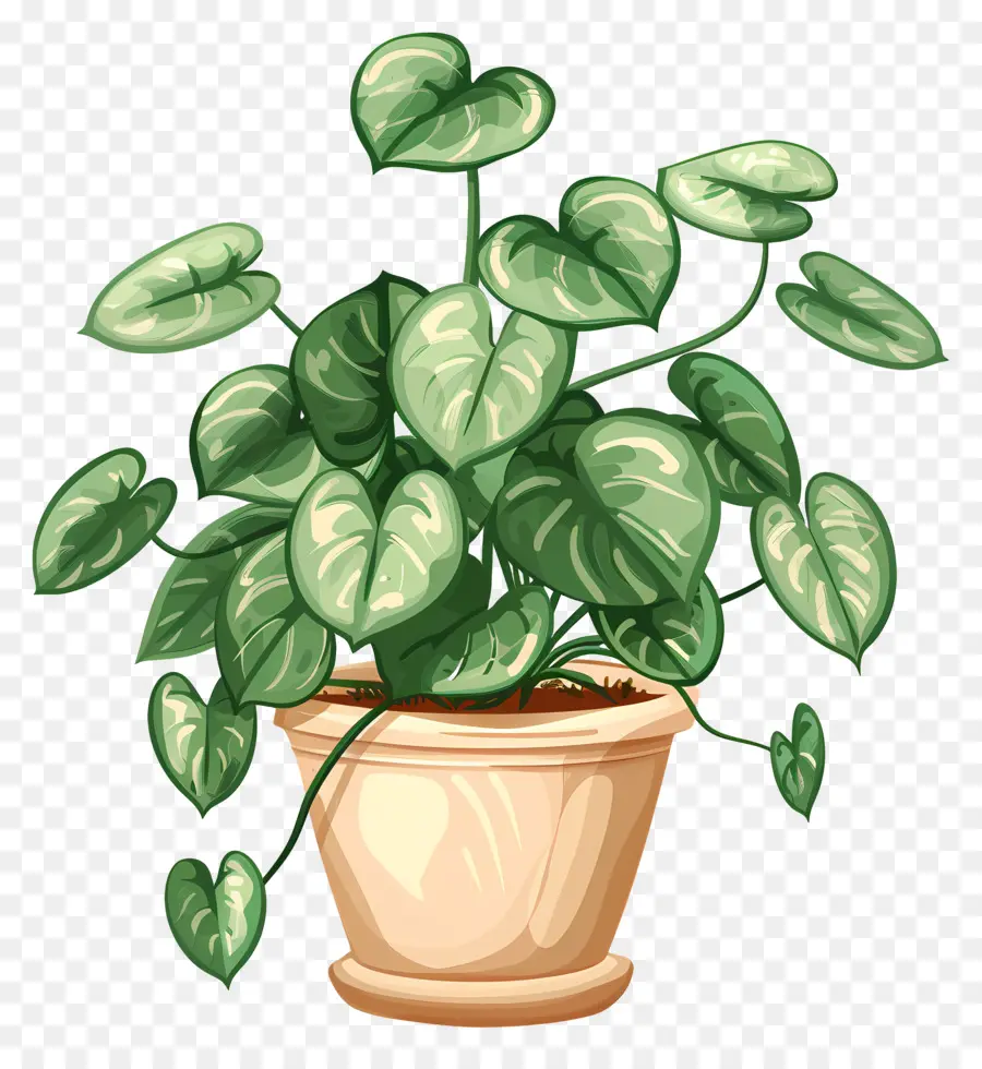 Plante En Pot，Feuilles PNG