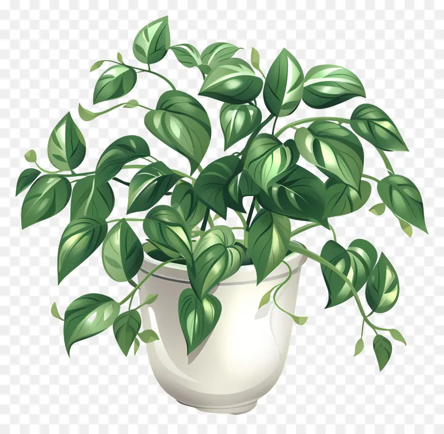 Plant D'intérieur Ondulé，Plante En Pot PNG