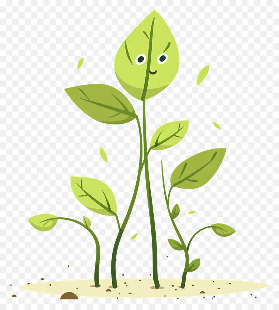 Plant，Plante PNG