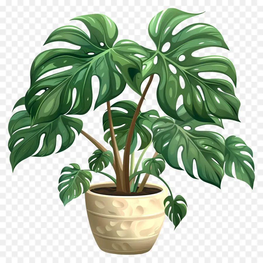 Délicieuse Plante Monstera，Monstres PNG