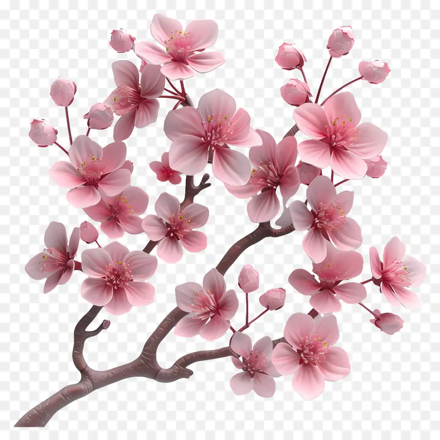 Fleurs De Cerisier，Fleurs PNG