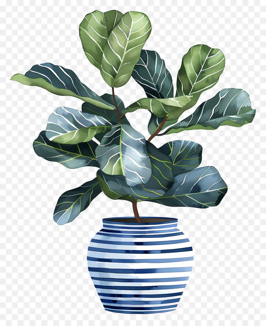 Ficus Lyrata，Les Plantes D'intérieur PNG