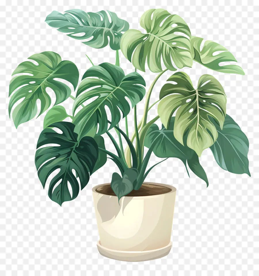 Délicieuse Plante Monstera，Plante En Pot PNG