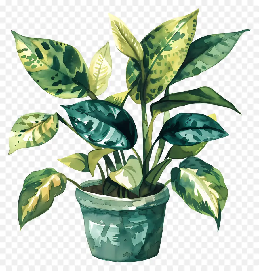 Plantes Intérieures，Feuilles Vertes PNG