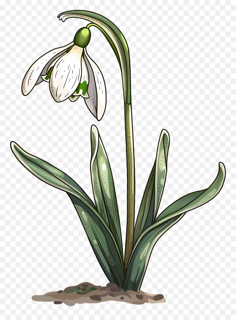 Fleur De Perce Neige，Fleurir PNG