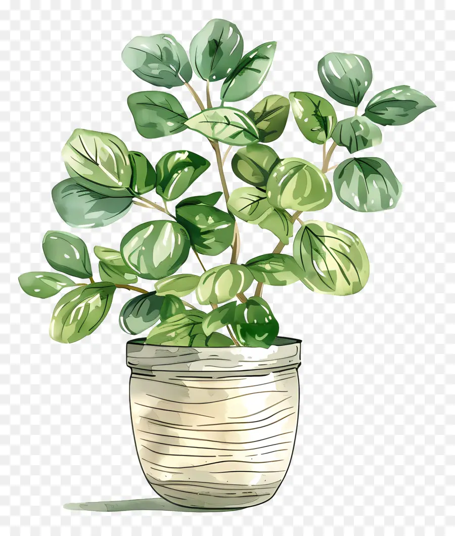 Plante En Pot，Feuilles PNG