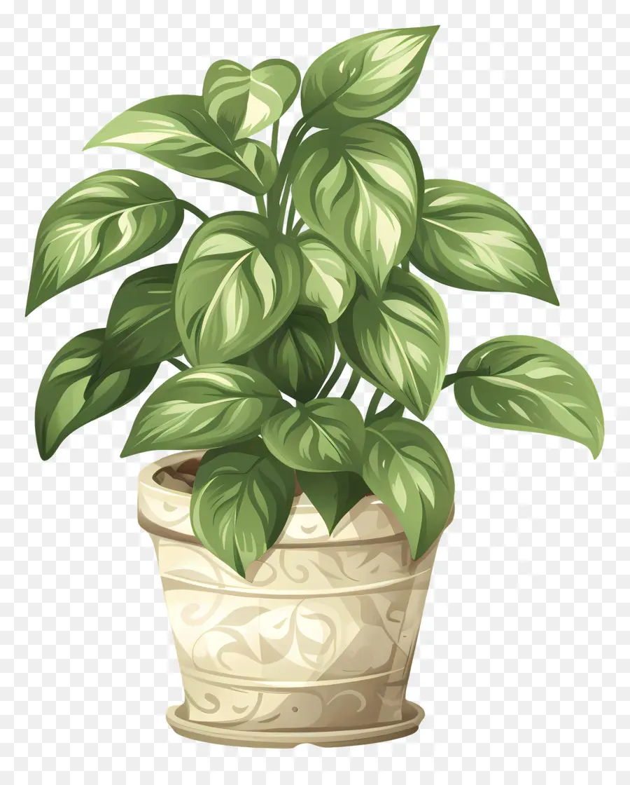 Plante Verte，Feuilles PNG