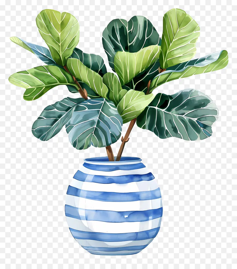 Ficus Lyrata，Vase à Rayures Bleu Et Blanc PNG