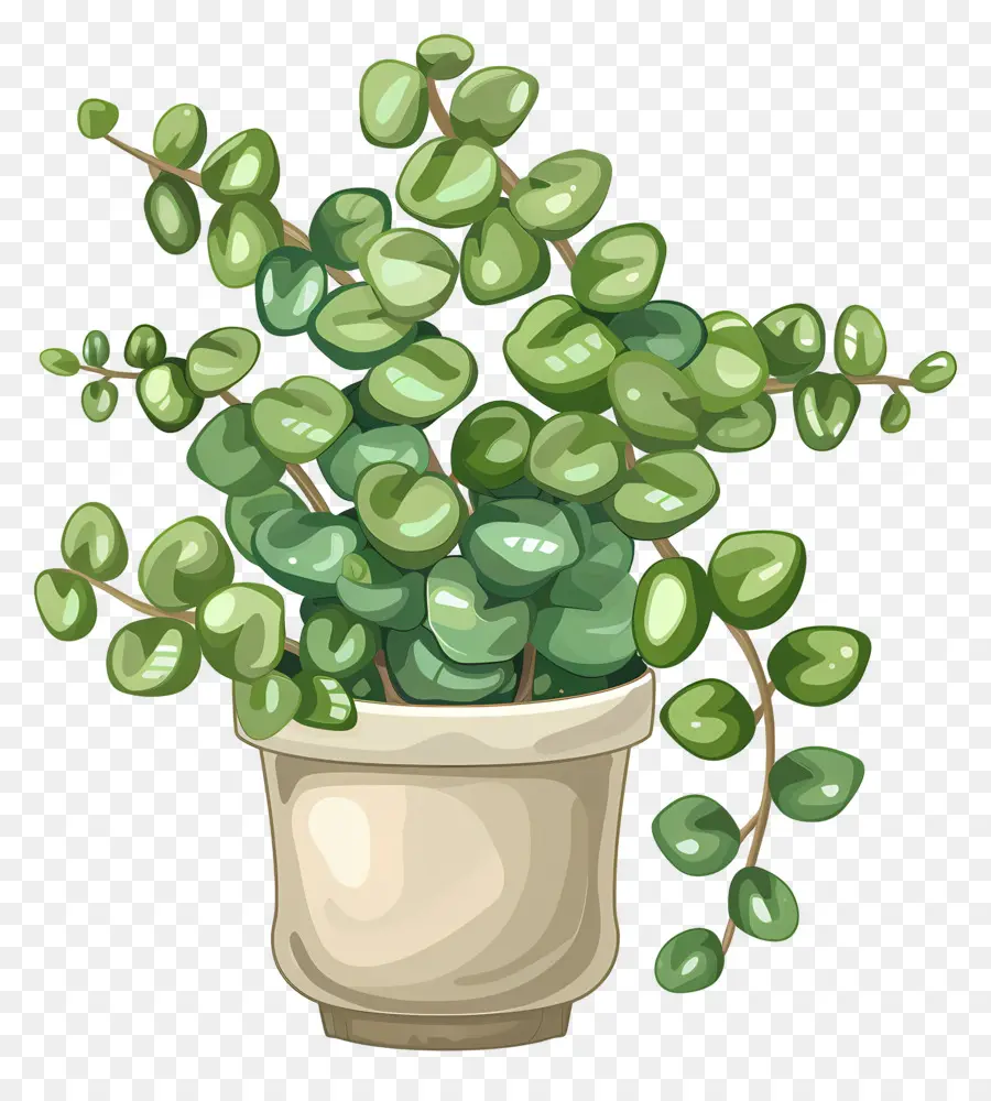 Plant D'intérieur Ondulé，Succulent PNG