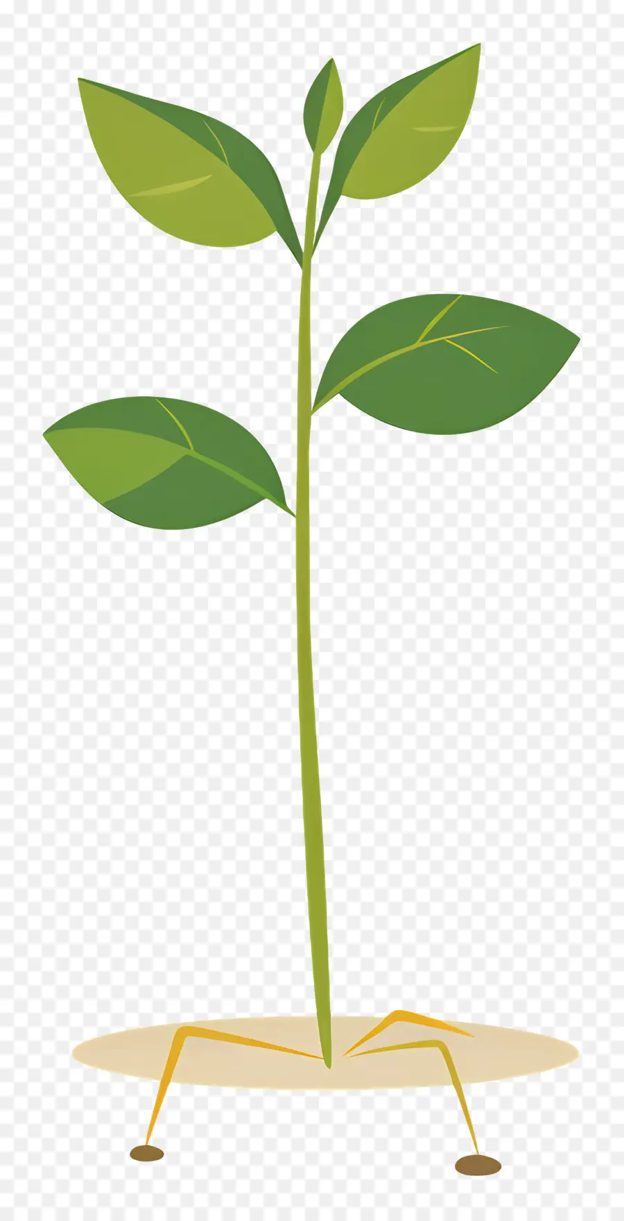 Germe De Plante，Feuilles PNG