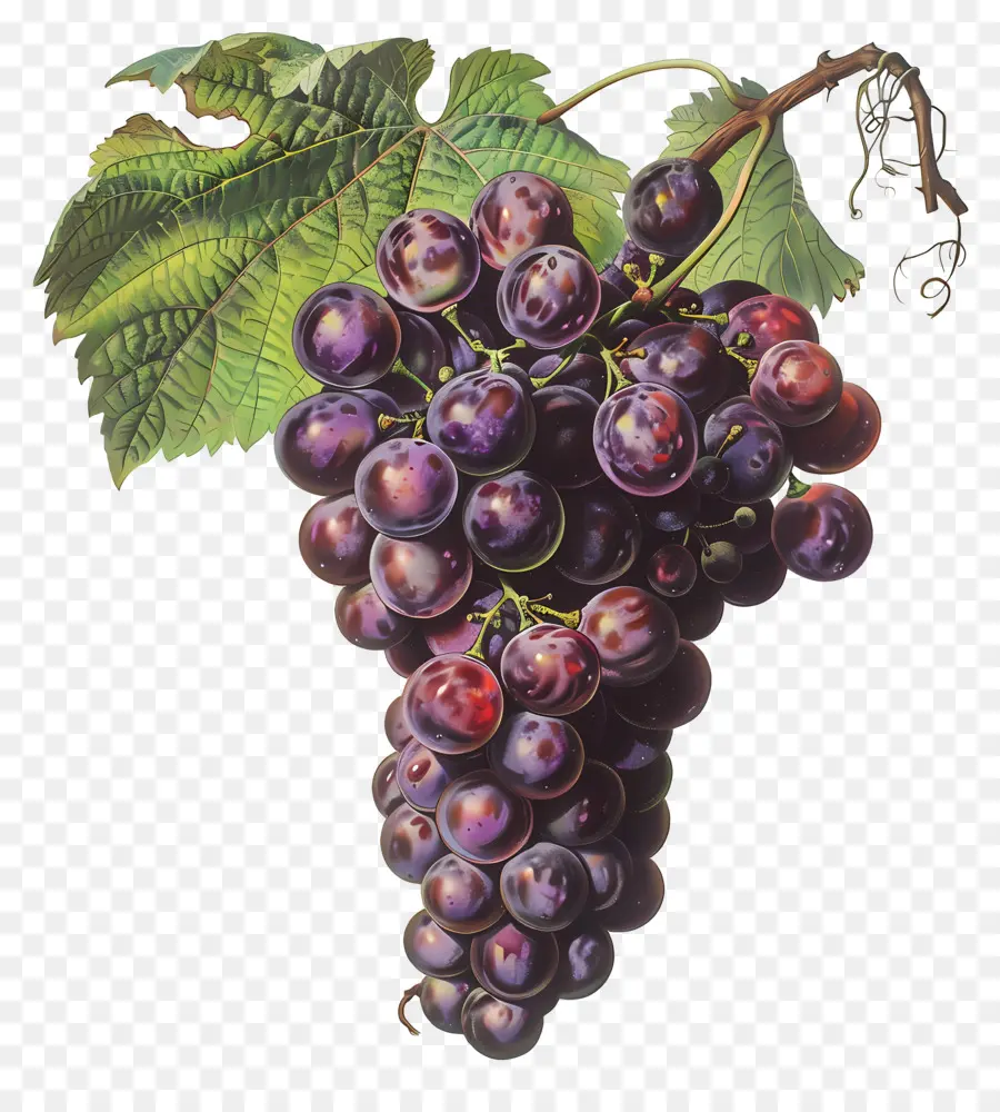 Grappe De Raisin，Raisins PNG