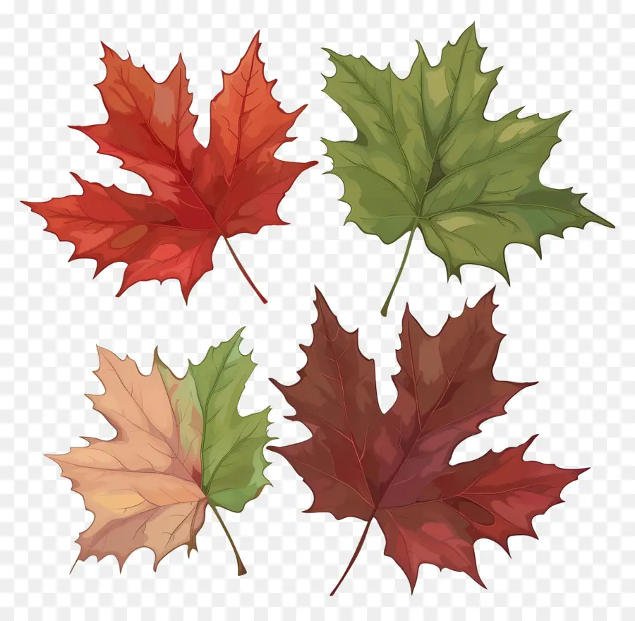 Feuilles D'érable，Automne PNG