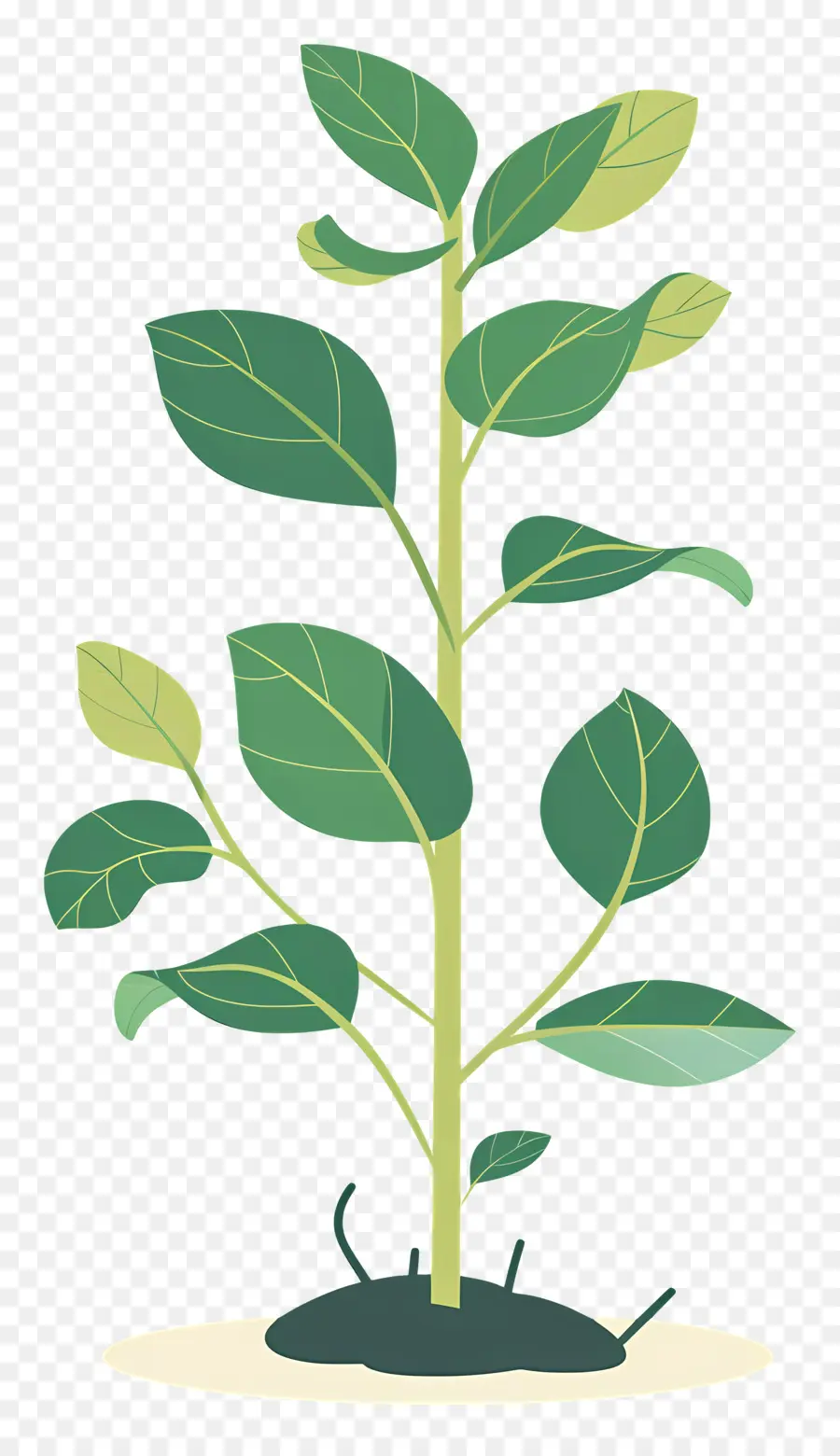 Plante Verte，Feuilles PNG