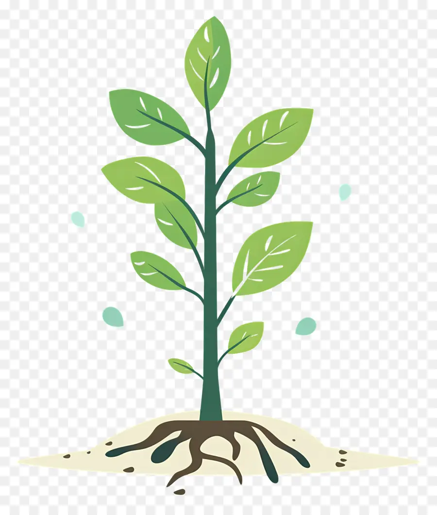 Semis D'arbres，Plant PNG