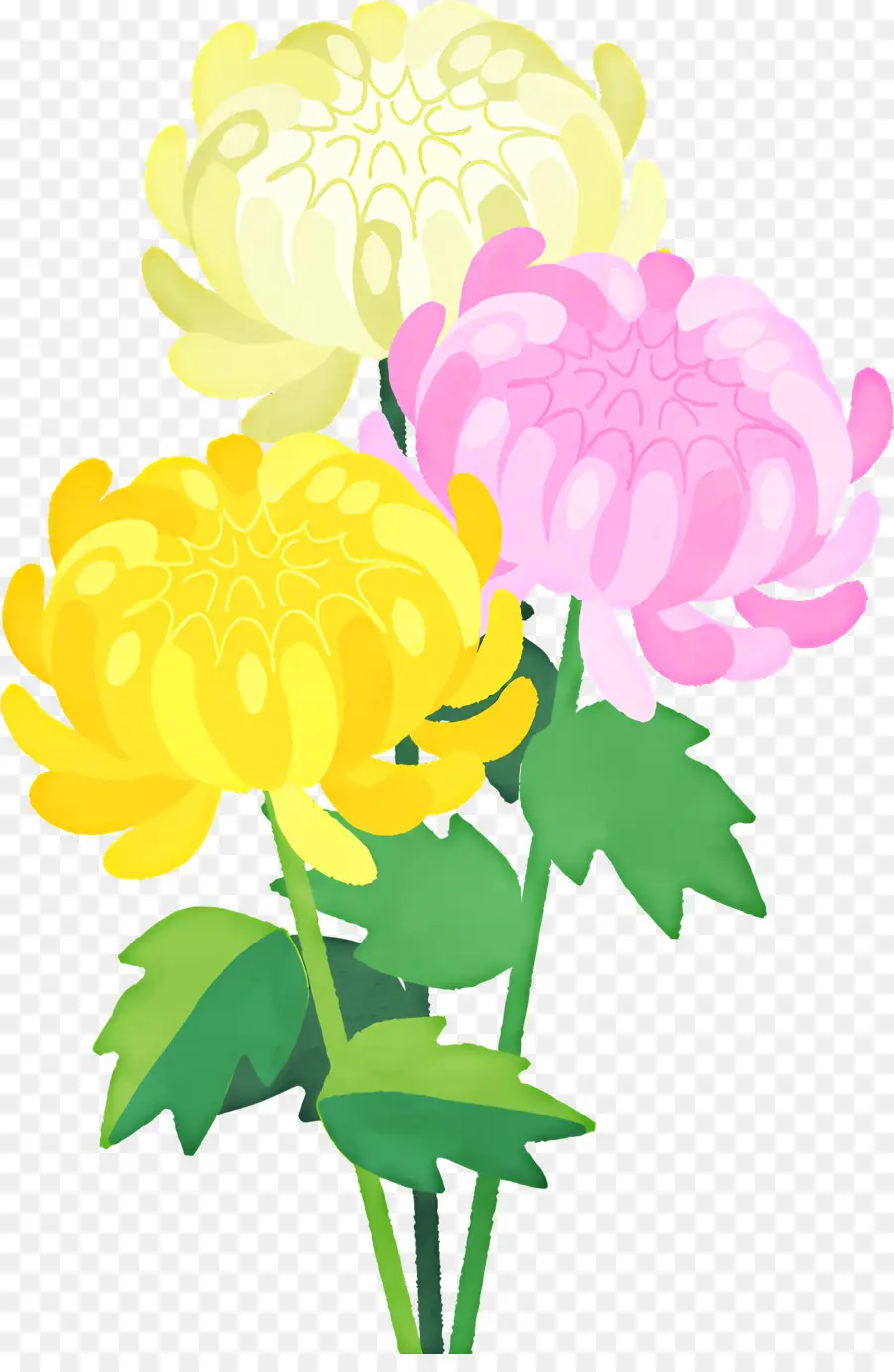 Chrysanthème，Fleurs PNG