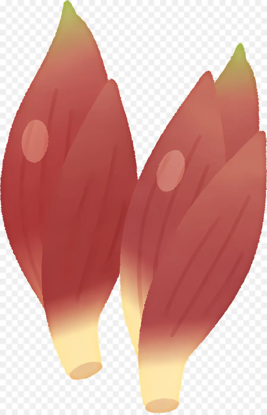 Myoga，Gingembre PNG