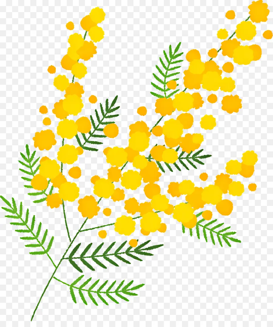 Mimosa Fleur，Fleurs Jaunes PNG