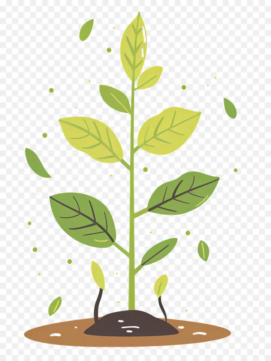 Semis D'arbre，Plant PNG