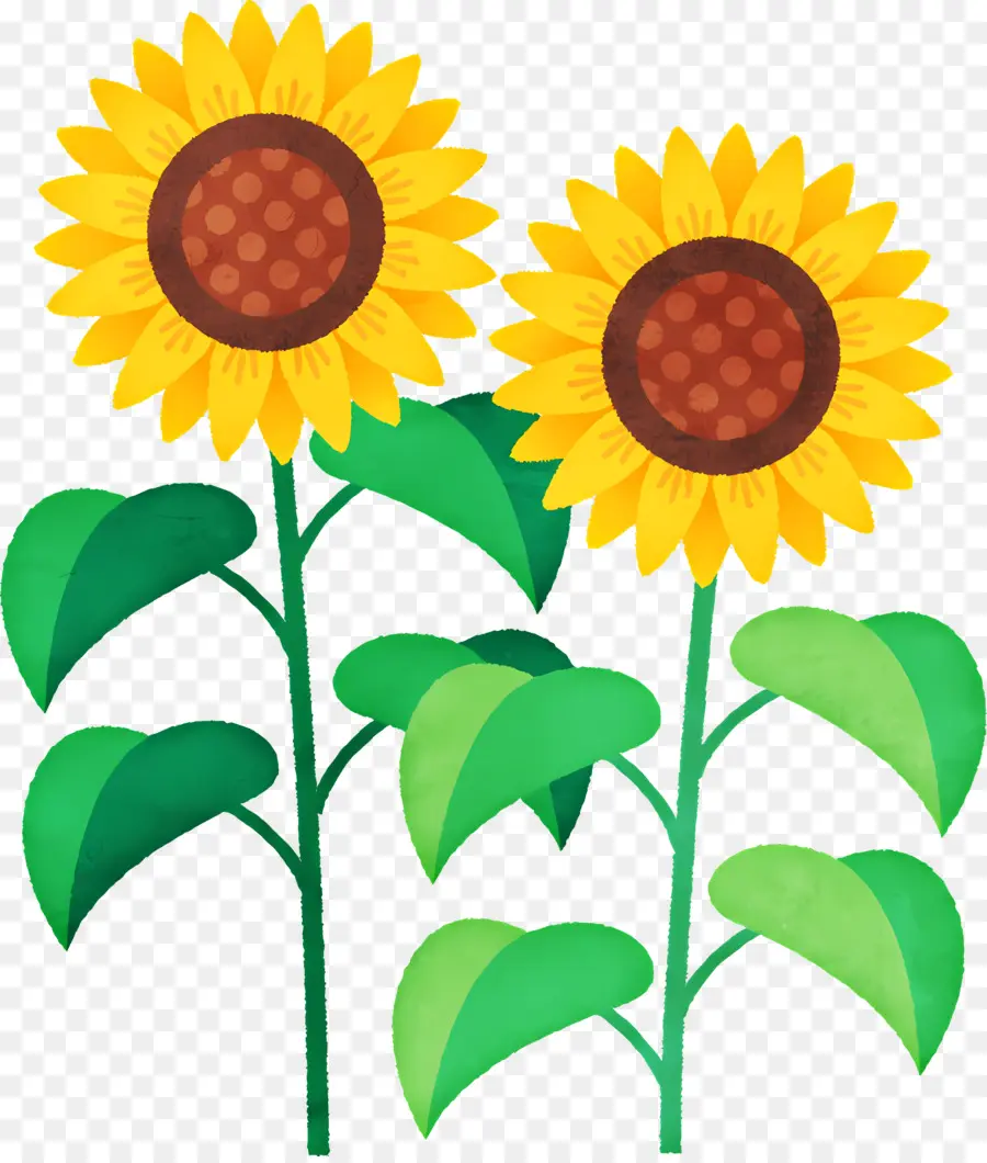 Tournesol，Fleur PNG