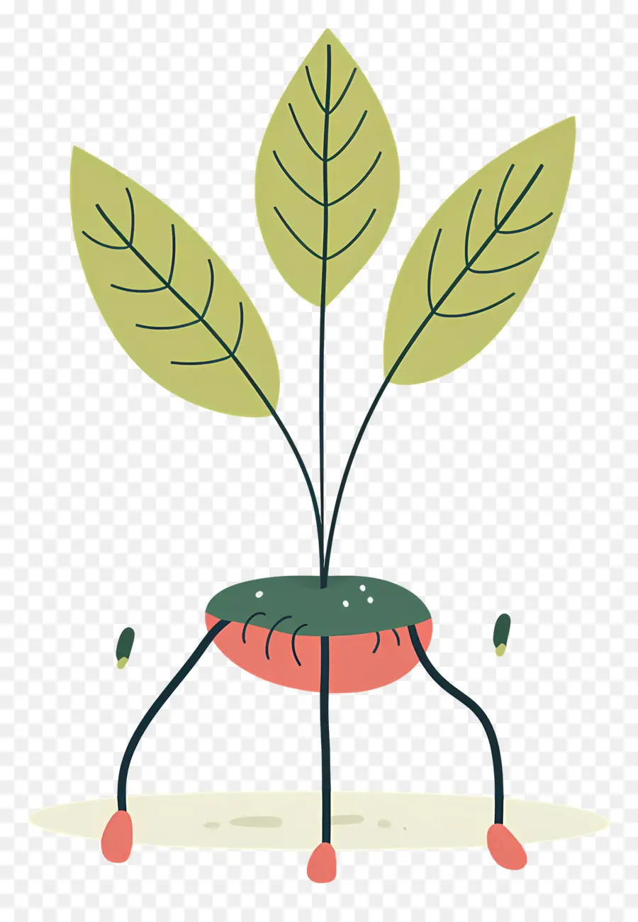 Culture Des Plantes，Usine PNG