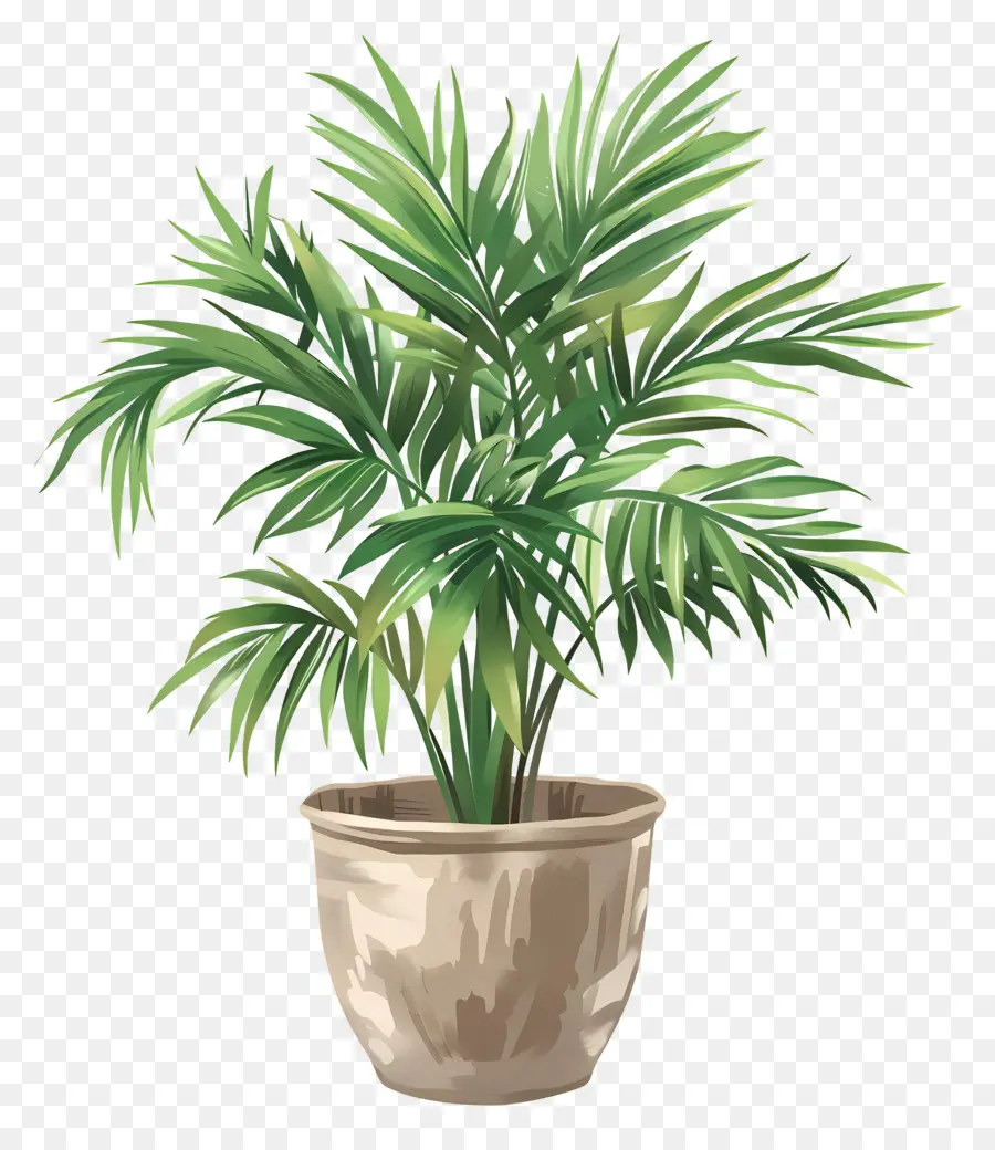 Palmier De Salon，Plante En Pot PNG